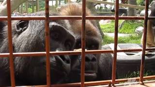 The Calgary Zoos Gorillas Entertained by Caterpillar [upl. by Shlomo953]