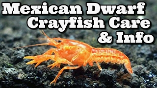 Mexican Dwarf Crayfish Care and Information [upl. by Cire]