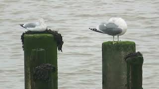 Common Gull Larus c canus Stormmeeuw Landtong Rozenburg ZH the Netherlands 30 Dec 2023 8 [upl. by Nawyt]