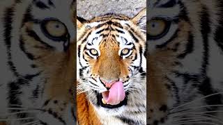 Tiger roaring Angry mood😱wildlife tiger animals [upl. by Blakelee832]