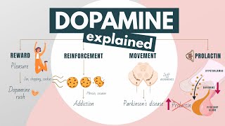 What Is Dopamine  Functions Of Dopamine In The Human Body [upl. by Wandy]