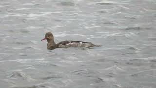 Redbreasted Merganser Mergus serrator Stellendam ZH the Netherlands 22 Nov 2024 55 [upl. by Pollyanna330]