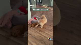 Dog has a funny signature move 🤣 🎥 IG kenziethecavapoo [upl. by Odysseus248]