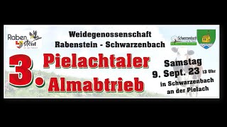 Almabtrieb 2023 in Schwarzenbach an der Pielach [upl. by Waldos]