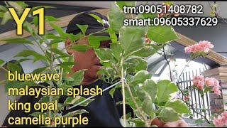 LIVE SELLING TOP RARE SUPER TOP RARE BOUGAINVILLEAS IN POTS AUGUST 5 2022 [upl. by Ybrik]