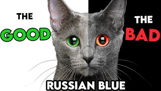 MUSTKNOW Russian Blue Cat PROS And CONS [upl. by Rennie21]