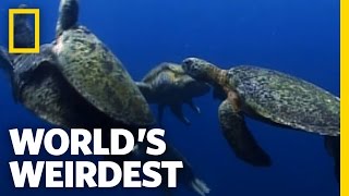 Sea Turtle Mating Melee  Worlds Weirdest [upl. by Ailemac]