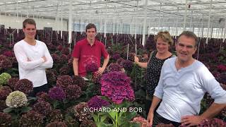 Hydrangea Grower Visit Supreme Selections  Pico Bello Hortensia [upl. by Tu]