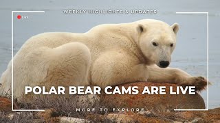 Polar Bear Cams are Live  More to Explore [upl. by Ellehc]