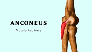 Anconeus Muscle Anatomy  Muscle of Posterior Forearm  Doctor Speaks [upl. by Hoban360]