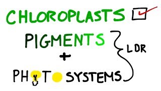 Chloroplasts Pigments And Photosystems in Photosynthesis [upl. by Gerhardine]