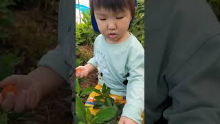 Little Grandson helping Grandma pick biter fruit  Tus me xeeb ntxwv pab de txiv zaub qaub dais [upl. by Gierk]