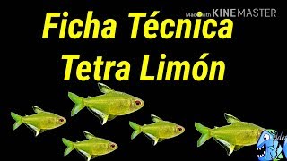 Ficha Técnica Tetra Limón Hyphessobrycon pulchripinnis [upl. by Pedroza]