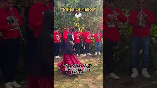 CASII NADA  deveras estos oaxaqueños por eso no los quieren en el norte [upl. by Shotton432]