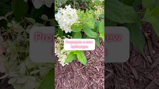 Propagate a New Hydrangea Will it Grow Roots hydrangeas propagatingplants gardeningideas [upl. by Annohsak]