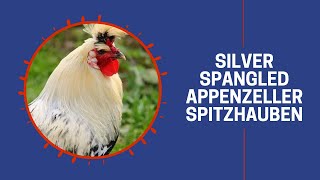 Silver Spangled Appenzeller Spitzhauben [upl. by Adamson547]