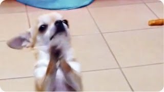 Chihuahua Dances On Hind Legs [upl. by Rois]