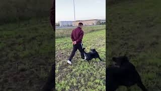 Maya playing with me😀 dog animals viralvideo shortvideo vlog nature bodercollie [upl. by Ylaek588]