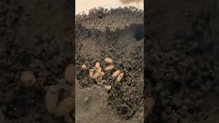 Week 3 of a Myrmecocystus mexicanus colony Pupae and Larvae [upl. by Kamila661]