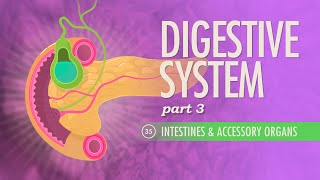 Digestive System Part 3 Crash Course Anatomy amp Physiology 35 [upl. by Eelegna]