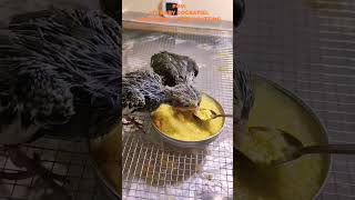 From HandFeeding to SelfFeeding My Baby Cockatiels Learn to Eat on Their Own [upl. by Abbotsen776]