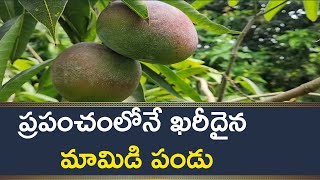 Miyazaki Mango కిలో రూ2 లక్షలు ఇది ప్రపంచంలోనే ఖరీదైన మామిడి పండు  local18 [upl. by Marijn]