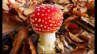 Mushrooms in the wood [upl. by Leonore]