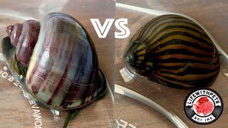 Which Snail is BEST at Removing Algae [upl. by Katonah]