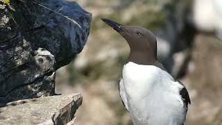 Guillemot Uria aalge one of many characters seen at Bempton cliffs uk [upl. by Bergstein706]