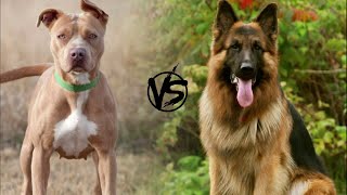 Pitbull vs German Shepherd  Who Will Win In a Fight [upl. by Issak]