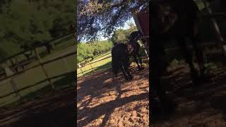 Deadly horse kick Mare kills Stallion [upl. by Ute]