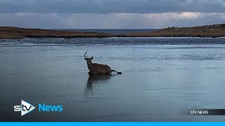 Couple rescued a stag found caught in ice [upl. by Jecon]