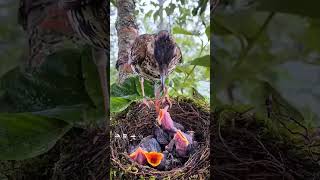 My New pet family beautiful nature birds viralvideo [upl. by Ewald]