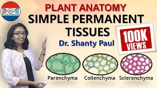 Parenchyma Collenchyma and Sclerenchyma Simple permanent tissues [upl. by Groscr341]