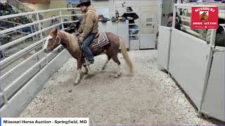 Missouri Horse Auction Springfield MO [upl. by Schatz]