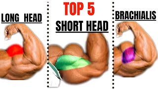 15 BEST BICEPS WORKOUT AT GYM TO GET BIGGER ARMS FAST [upl. by Amaris]