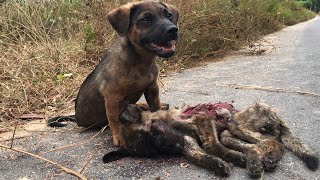 Little dog praying for help from a stranger to save his friend in a traffic accident [upl. by Nywra]