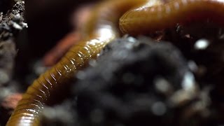 The centipede Himantarium Geophilomorpha [upl. by Elana11]