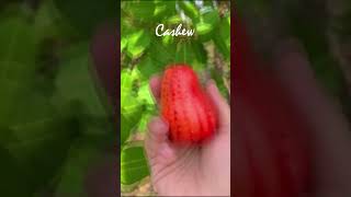 Cashew  jambu mete Anacardium occidentale fruit gardenhome nature brazil [upl. by Lani]