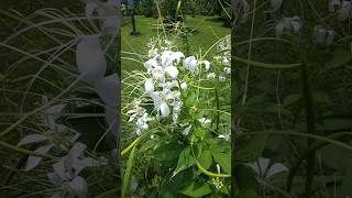 cleome spinosa spider flower jarneliflower summerflower [upl. by Tommi]