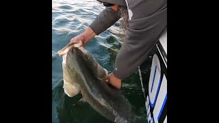 Fish on the run 😁 Screaming Striped Bass Striper Fishing [upl. by Appleby419]