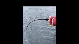 Waterwolf 20 Halibut fishing kveitefiske Catch amp Release [upl. by Geller]