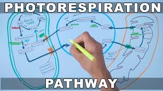 Photorespiration Pathway [upl. by Trilbi]