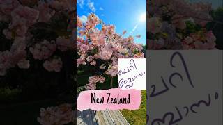 🌸🌸cherry blossom 🌸🌸 hawkes bay newzealand shorts ytshorts youtubeshorts viralvideo flowers [upl. by Sheepshanks]