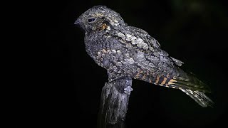 After Dark The Nightlife of the Nocturnal Nightjar [upl. by Alleuol]