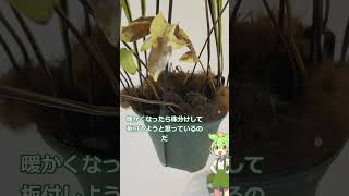 【我が家の観葉植物12】ドリナリア クエルシフォリア 熱帯植物 ずんだもん 観葉植物 [upl. by Ticknor885]