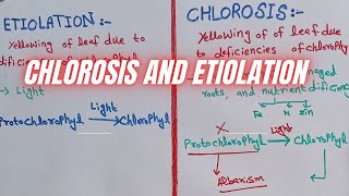 Etiolation and chlorosis  difference between chlorosis and etiolation [upl. by Neom]