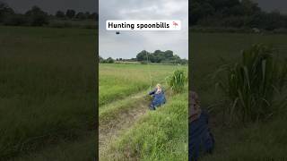 Hunting spoonbills🦩 shikarigaming farming villagehunter hunting huntentainment entertainment [upl. by Ecidnarb]