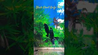 MMA Shorts  Black Ghost Knife Fish  Predatory Fish Se9M7p ghostfish blackghost knifefish [upl. by Anniroc]