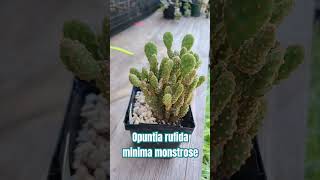 Opuntia rufida minima monstrose opuntia cactus subscribe [upl. by Naus]